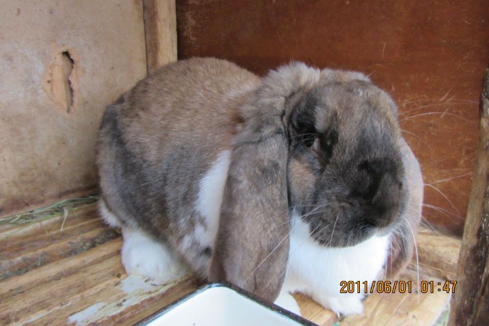 Продам кролят (французский баран)