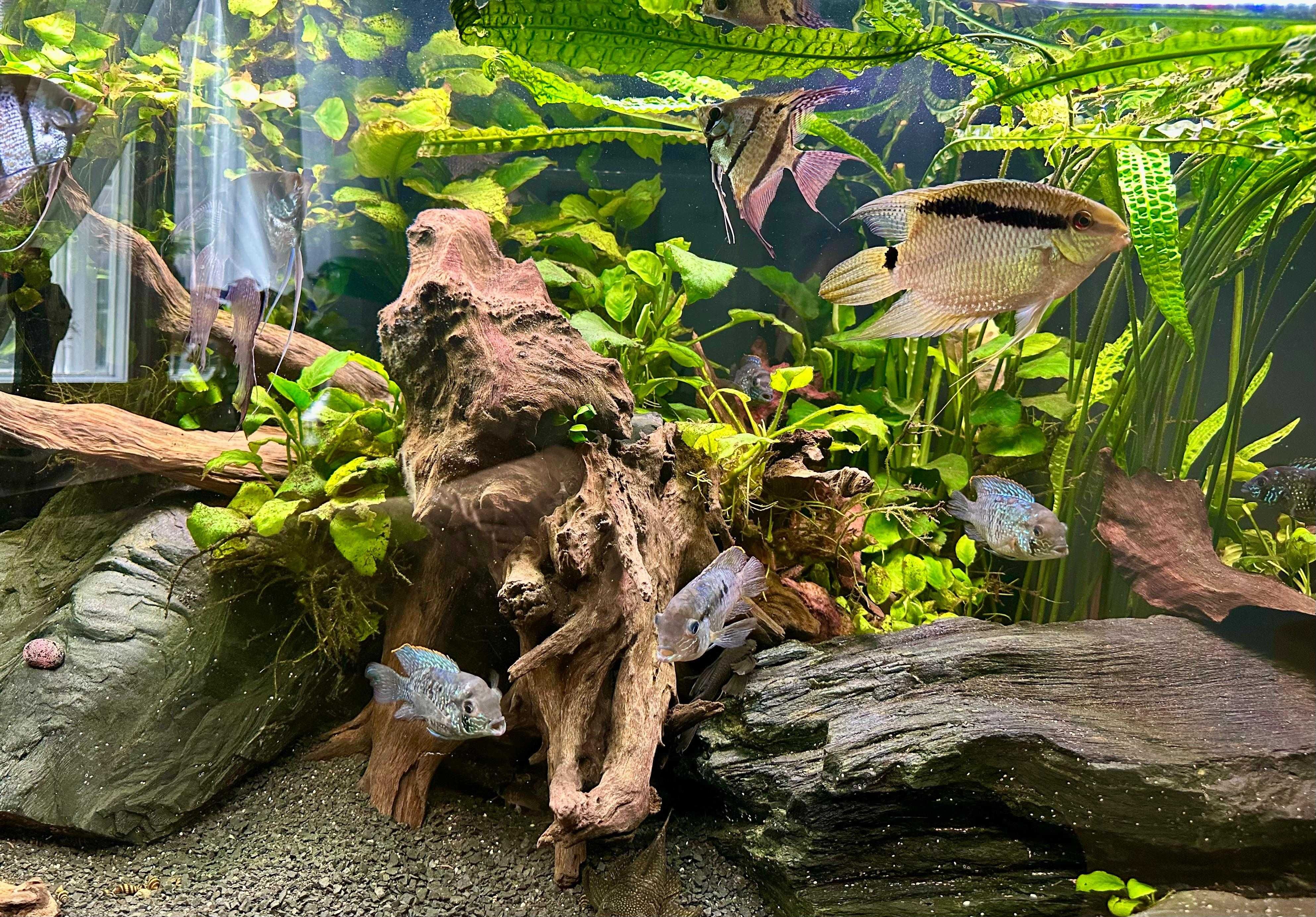 Akwarium zestaw 576 litrów, pokrywa, ryby, rośliny, skały
