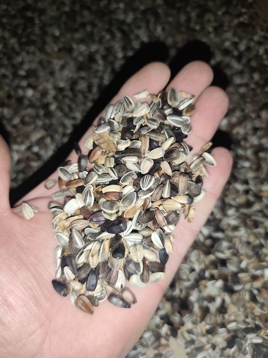 Słonecznik na kwiaty ,wielokolorowy. Idealny pod programy unijne.