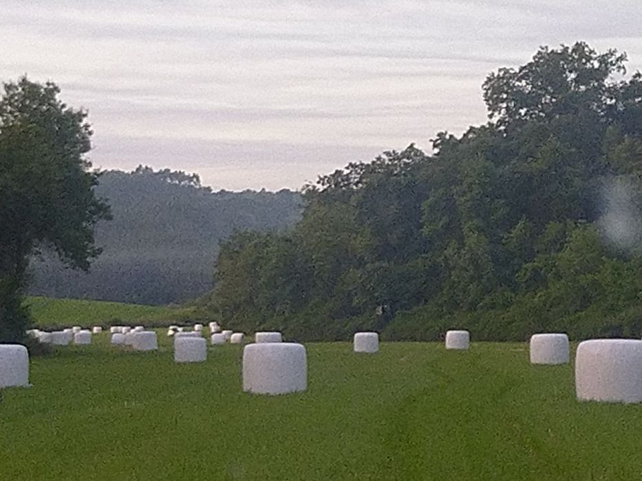 Rolos feno-silagem azevém 2024