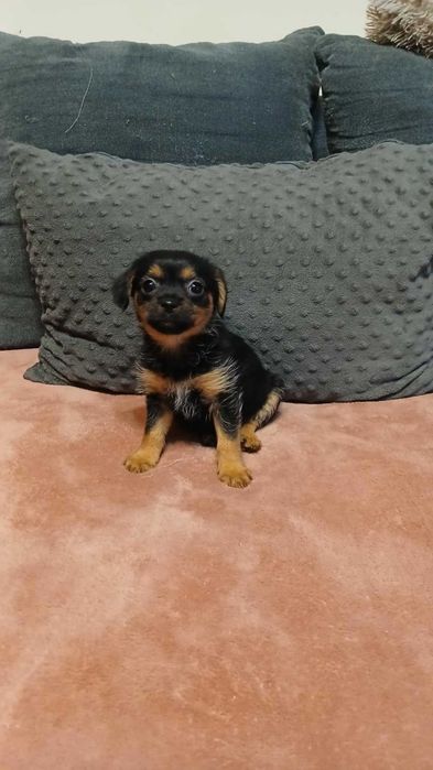 Melcia śliczny szczeniak do adopcji