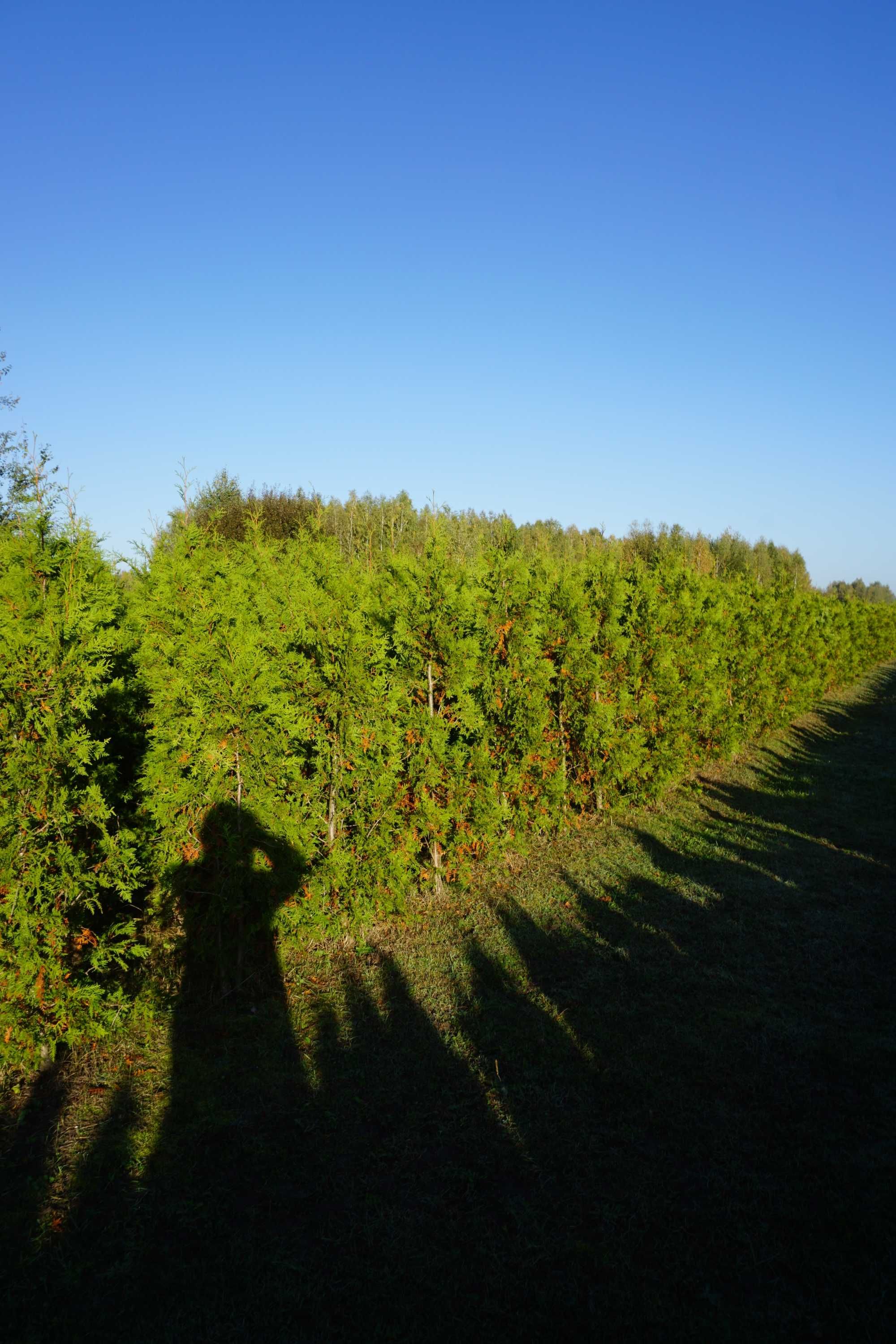 200cm _‼️_ thuja BRABANT _‼️_ tuja szpalerowa żywopłot ‼️ TRANSPORT ‼️