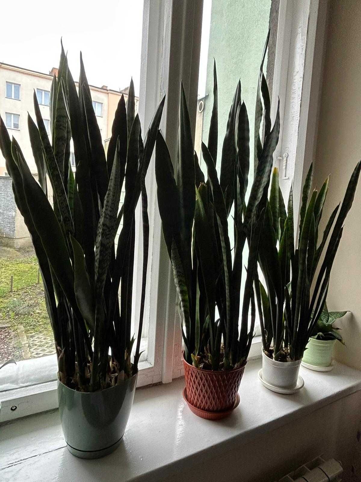 Duże sansewierie oczyszczające powietrze