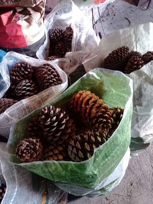 Pinhas (em sacos)