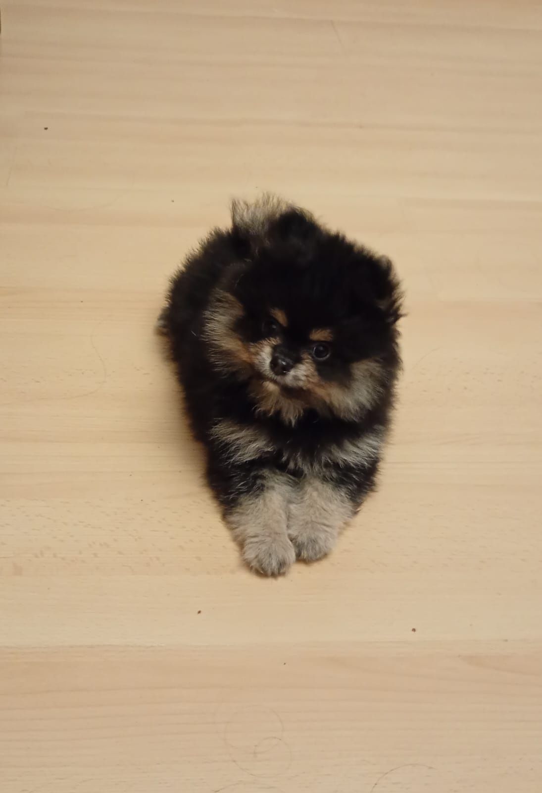 Szpic miniaturowy pomeranian chłopak