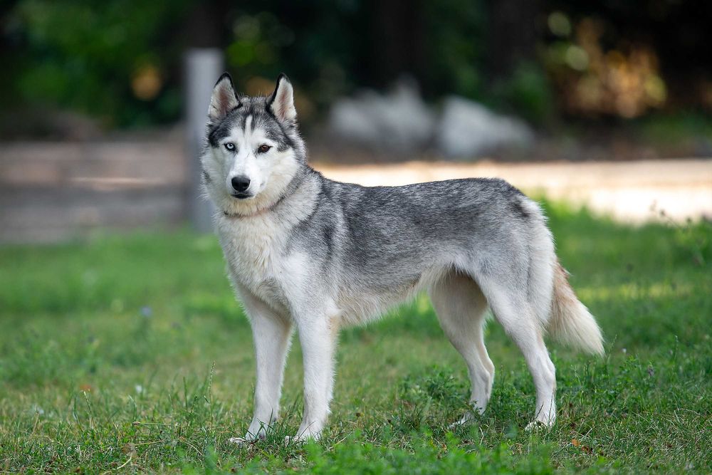 Віддам в добрі руки розумну молоду собаку Бекслі.