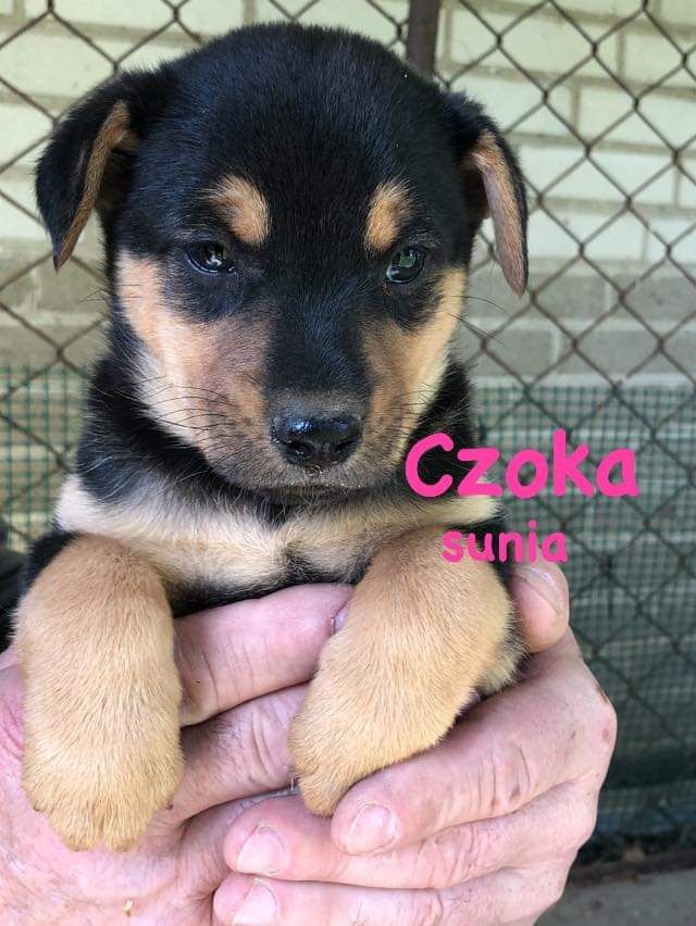 Piękne szczeniaki do adopcji