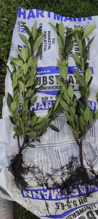 Laurowiśnia do 140cm. WYPRZEDAŻ!!!