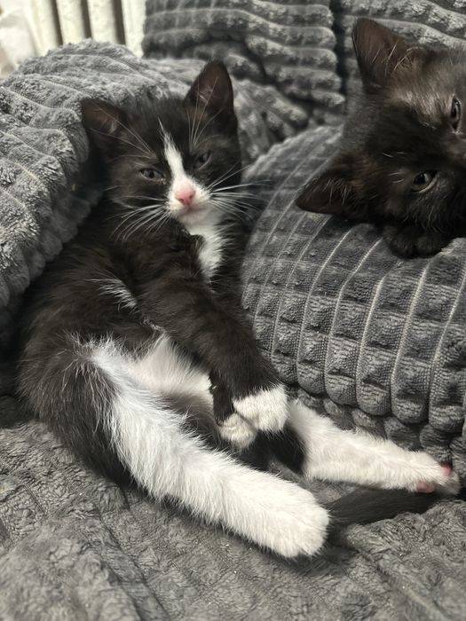 БЕЗКОШТОВНО Вінниця віддам котят в хороші руки