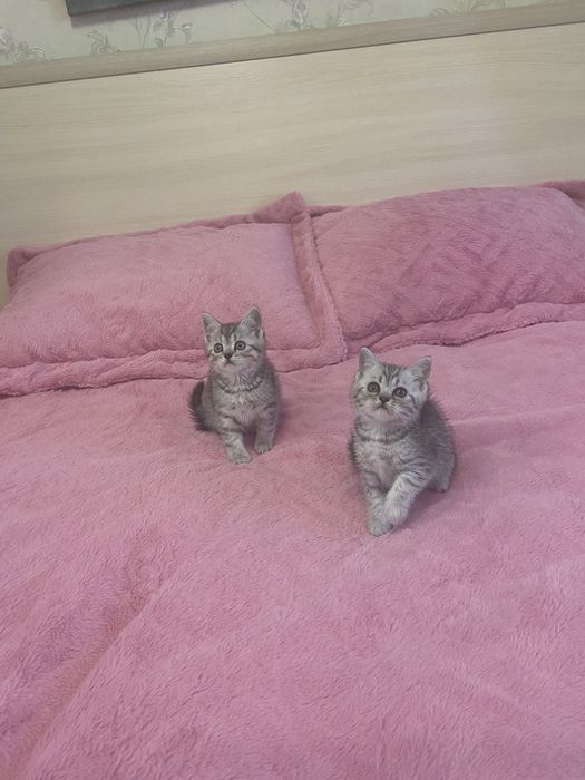 Шотландские мальчики