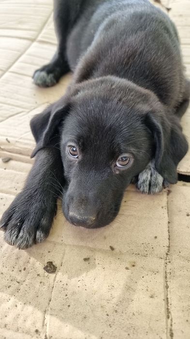 Cachorrinha para adoção