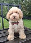 Piesek maltipoo F1 Mini