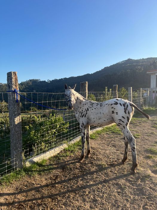 Poldro Appaloosa 6 mêses