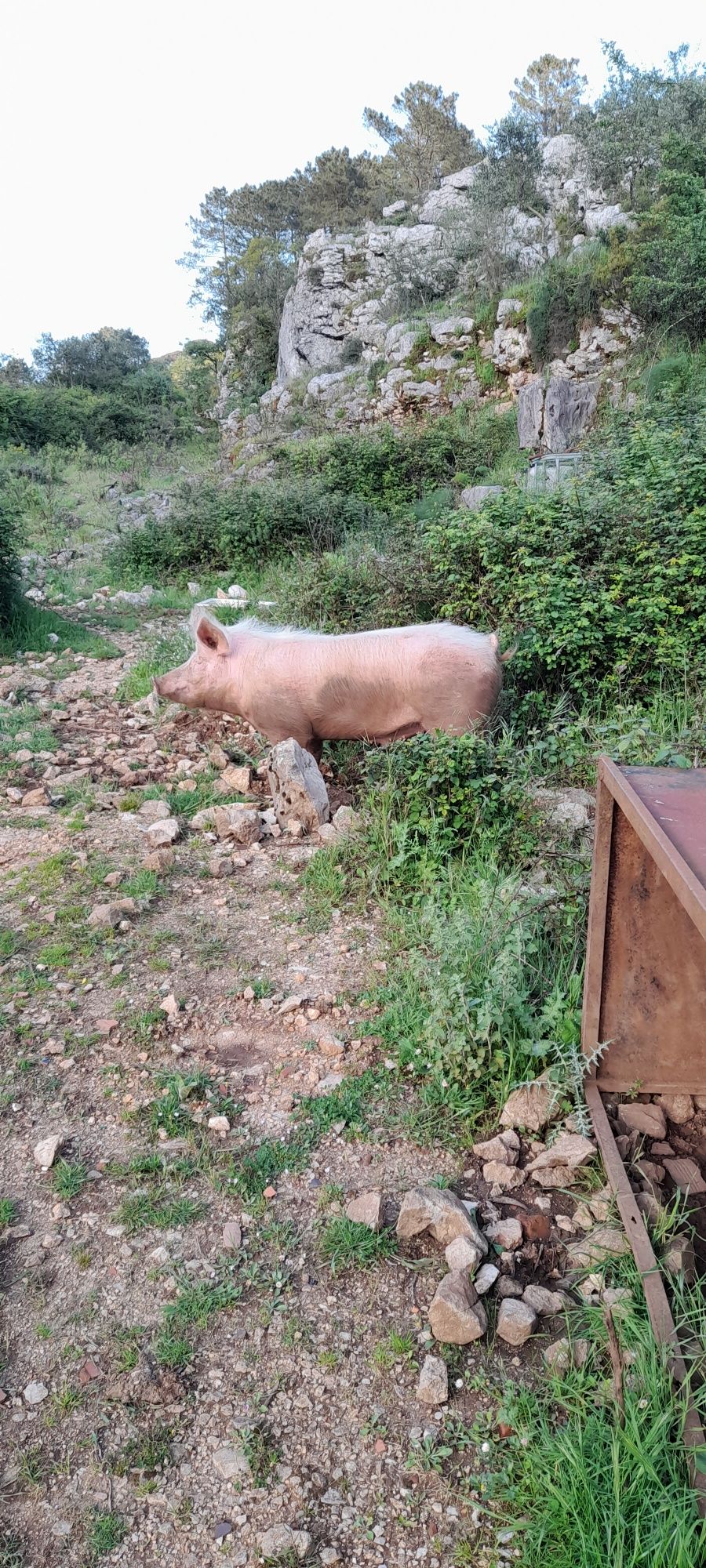 Animais de  quin