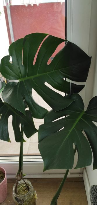 Sadzonka monstera deliciosa ukorzeniona