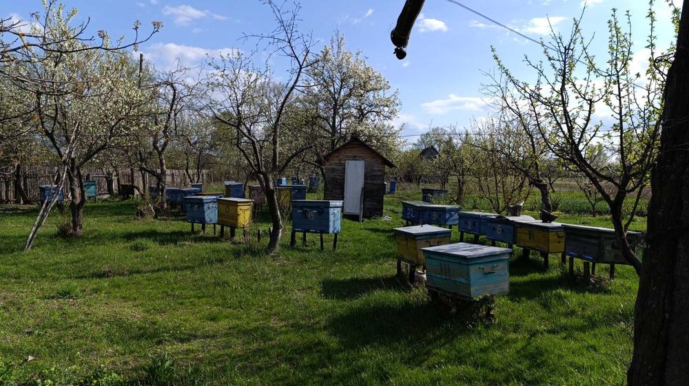 Продам пасіку київська область