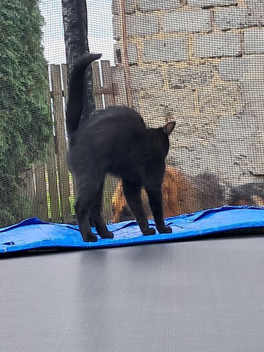 Сіра кицька і два котики  шукають сімю.