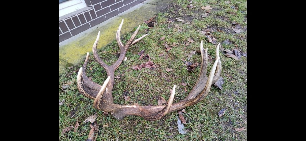 Poroża jelenia zrzuty