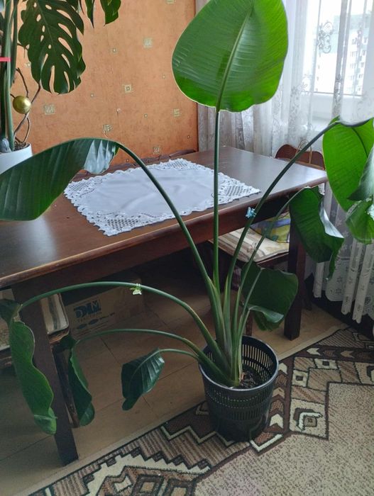 Piękna Strelicja