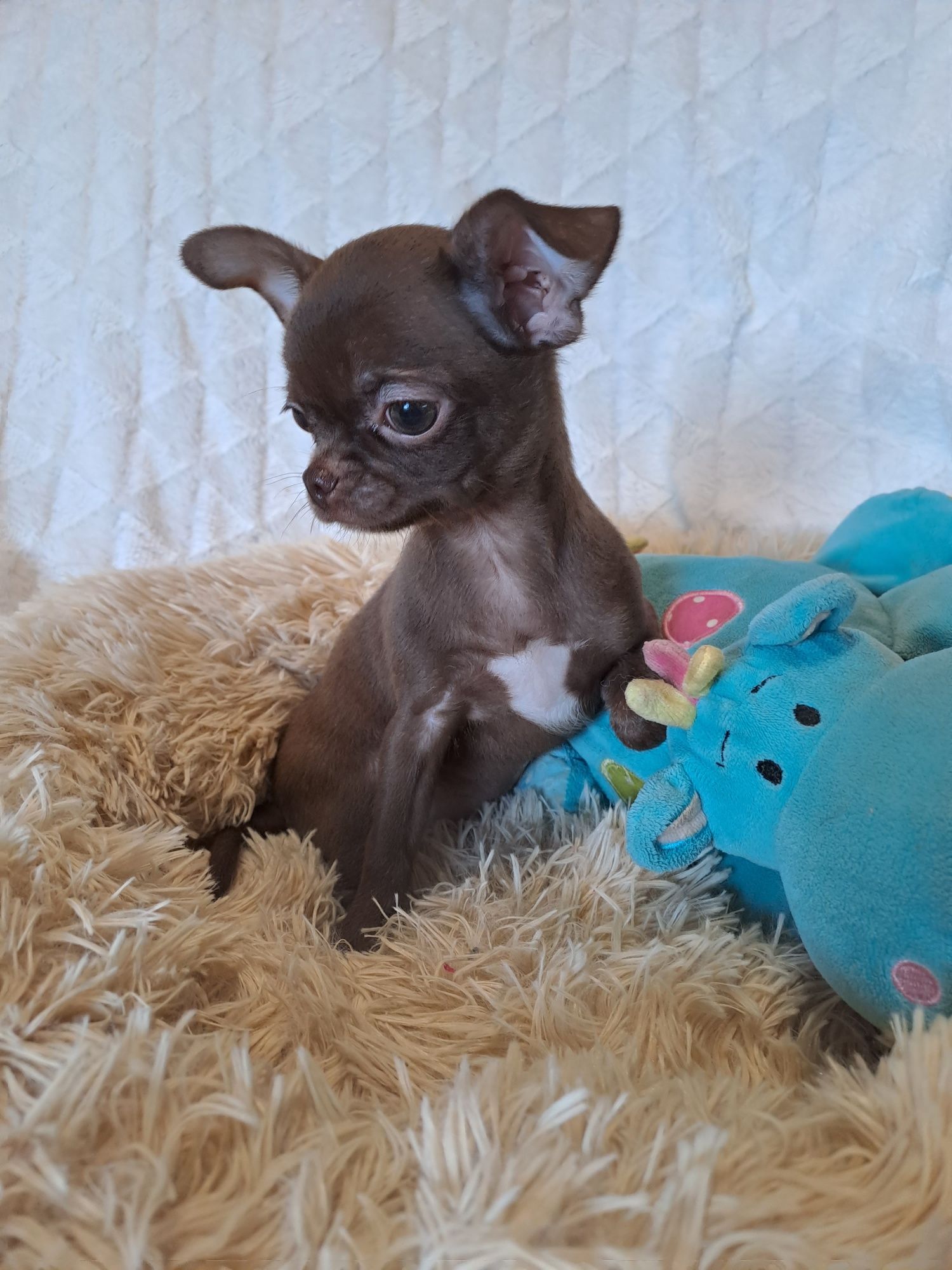 **WAFEL**piesek chihuahua  choco gotowy do zmiany opiekuna