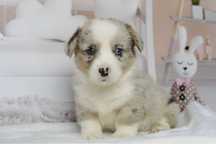Welsh Corgi Cardigan - piesek Blue Merle
