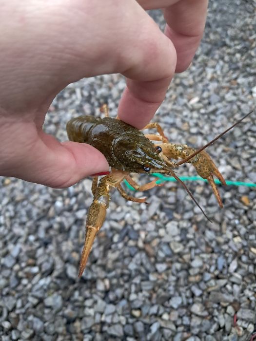 Karaś pospolita złota 18-20cm  Dostępny Jesiotr, karp