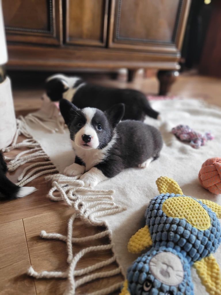 Welsh Corgi Cardigan FCI