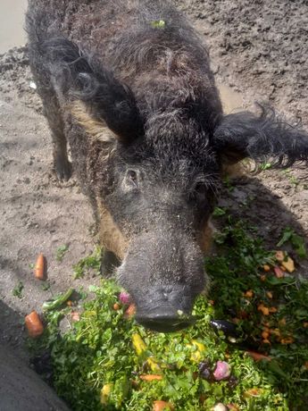 Porco Mangalitsa
