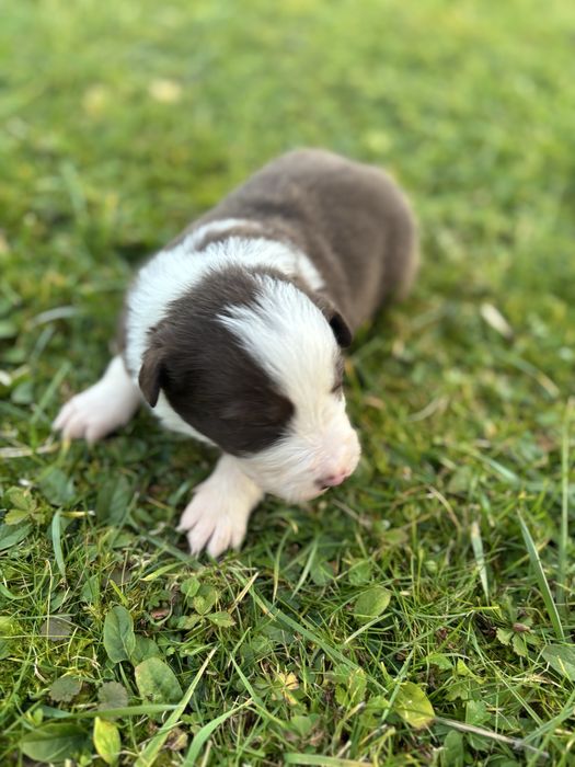 Szczeniak Border Collie