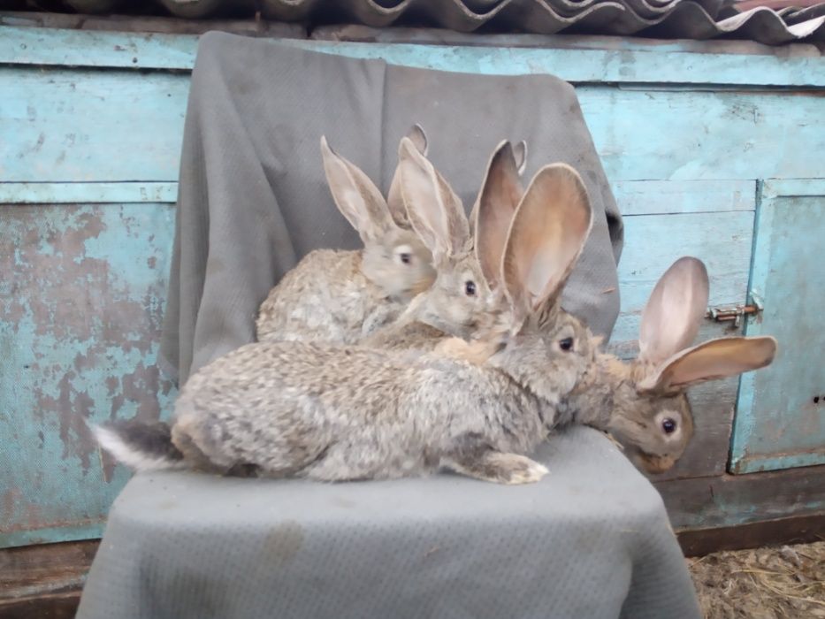 Продам кролі бельгійський велетень фландр.