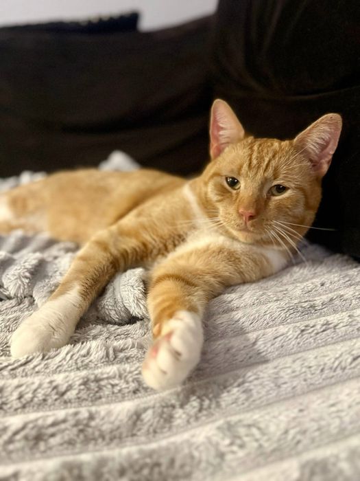 Bajgiel szuka kochajacego domku