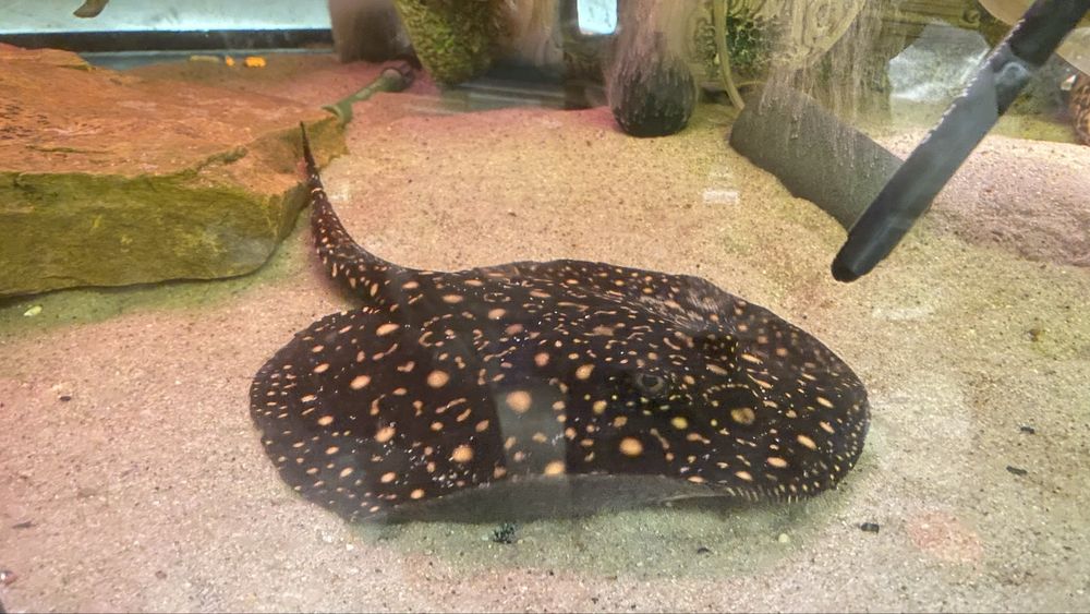 TABU Płaszczka samica black diamond 22cm Transport gratis Warszawa