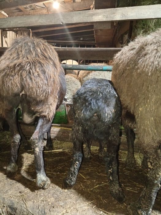 Продам ягнята гиссар