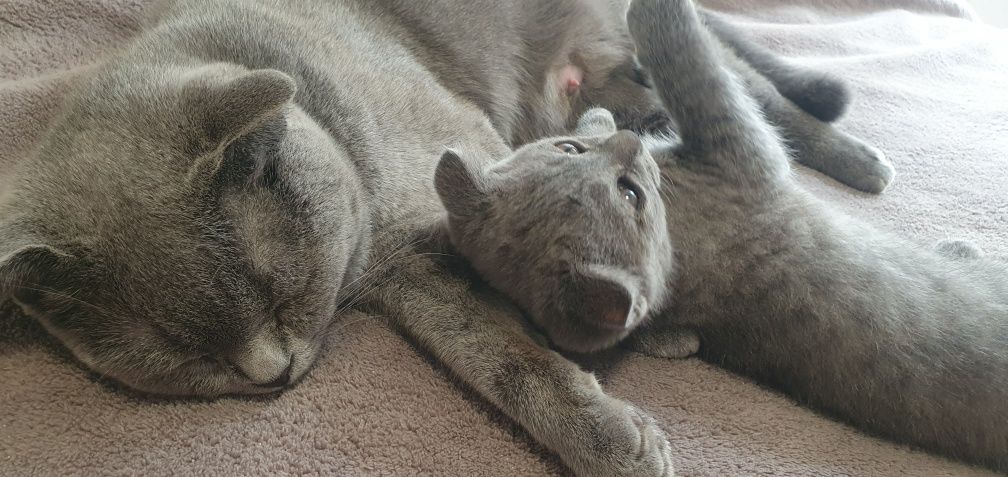 Шотландський висловухий котик