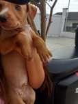 Cão bebe para doação