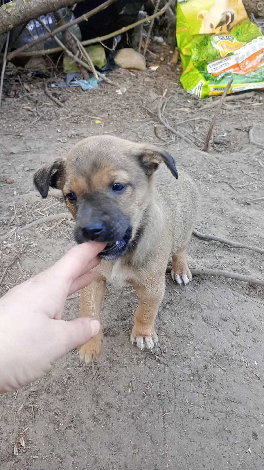Шукаю родину малечі