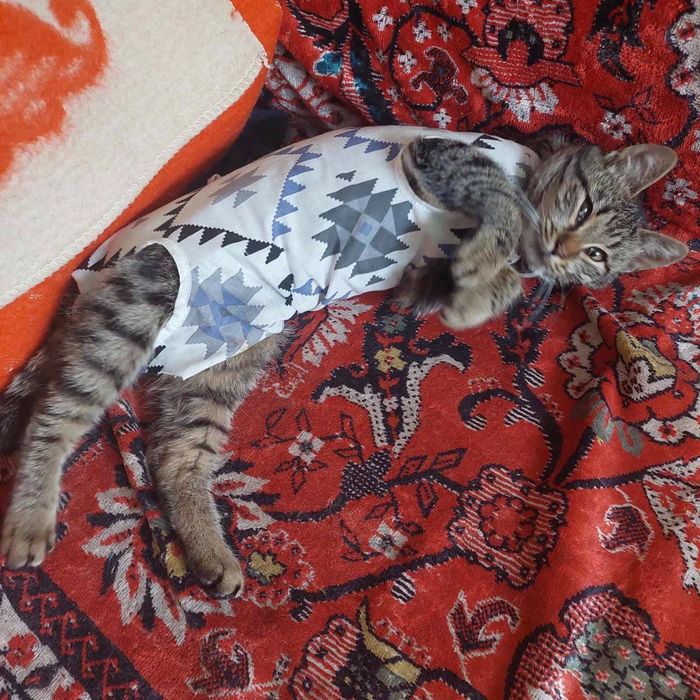 Котята котики отдам подросток девочка стерилизована