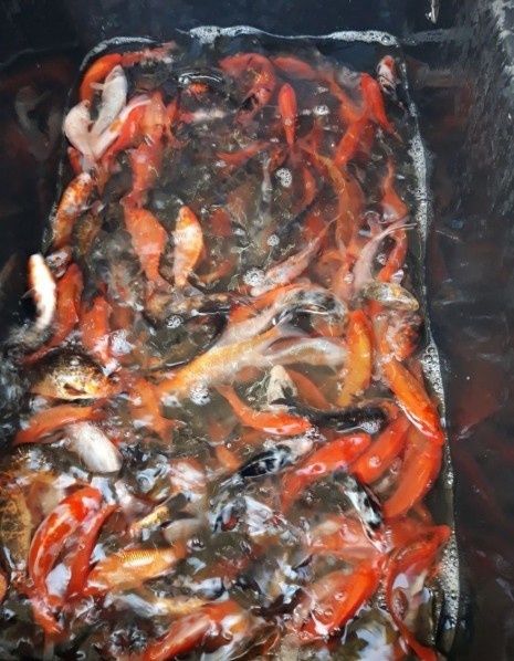 Węgorz karp lin.