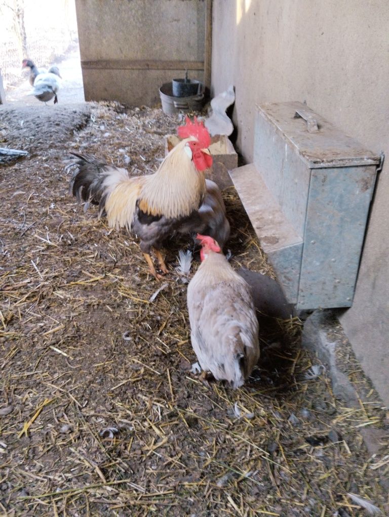 Кури італійська несушка лавандовожемчуна інкубаційне яйце під замовлен