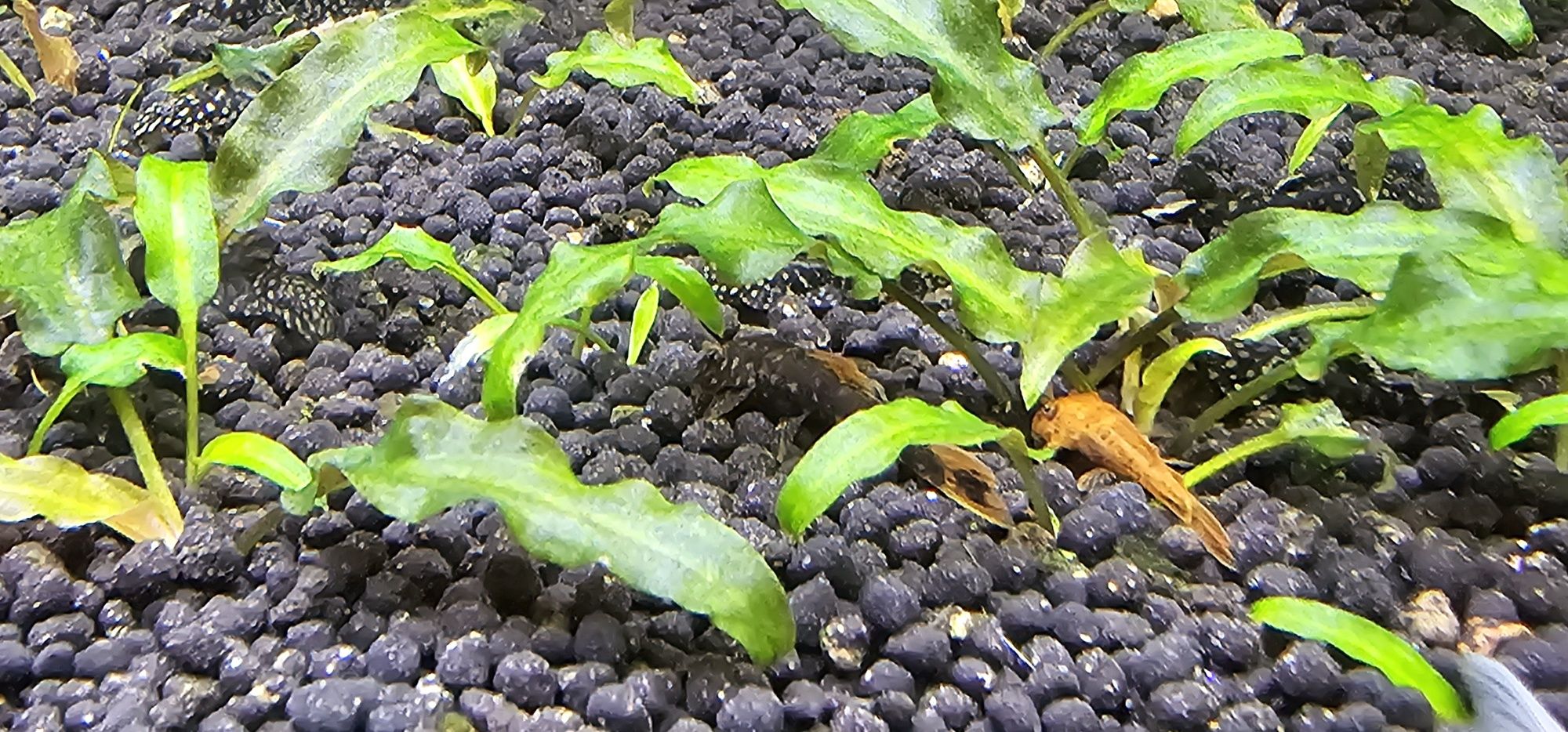 Ancistros sp.  pequenos