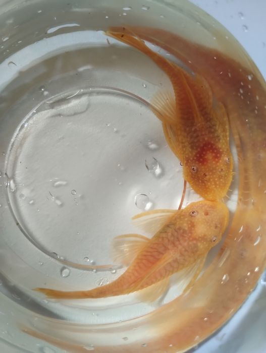 Zbrojnik ancistrus albino para