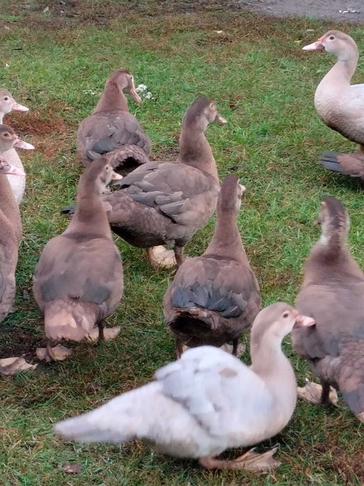 Kaczki piżmowe młode