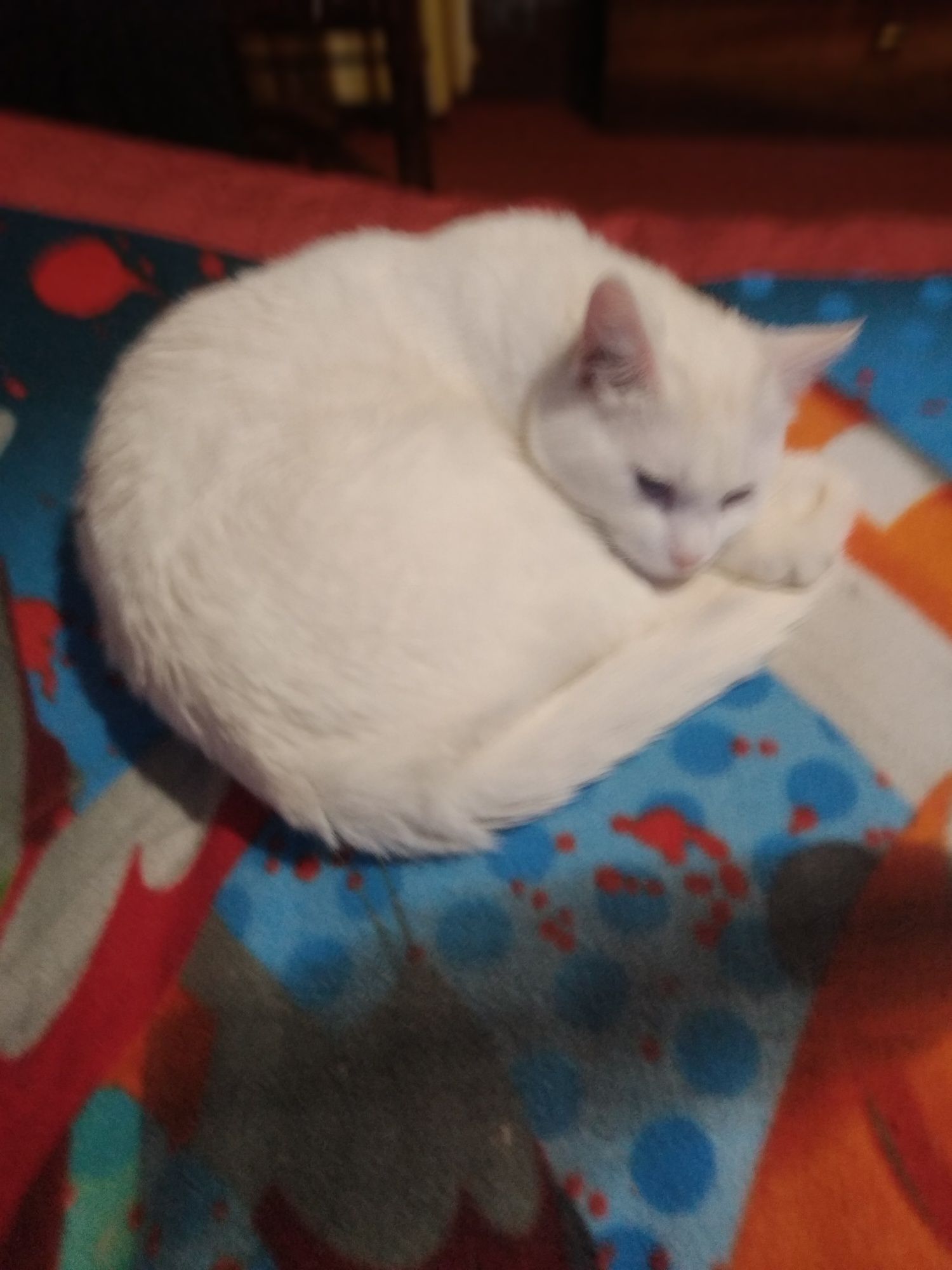,Котята в добрые руки.