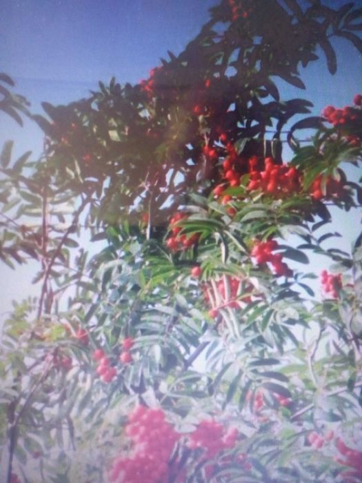 Jarzębina ( Jarząb pospolity)