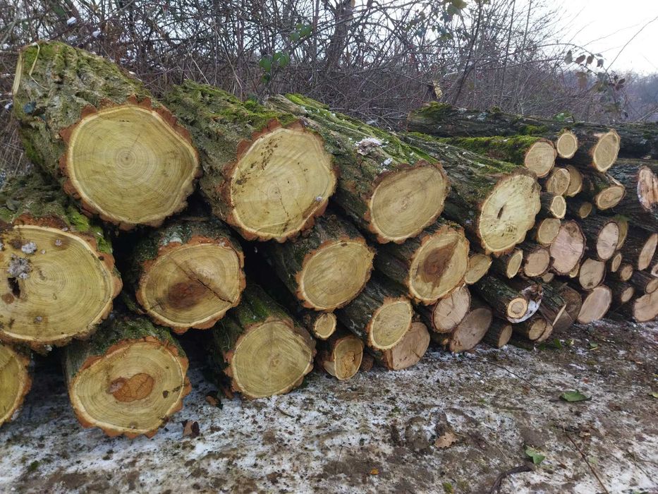 Дрова твердої породи