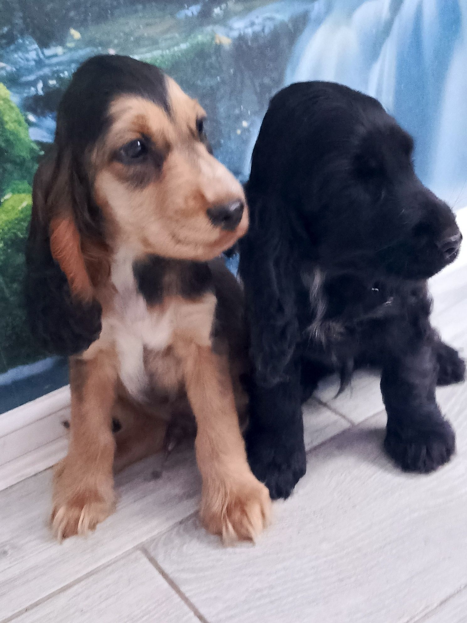 Piesek Cocker Spaniel