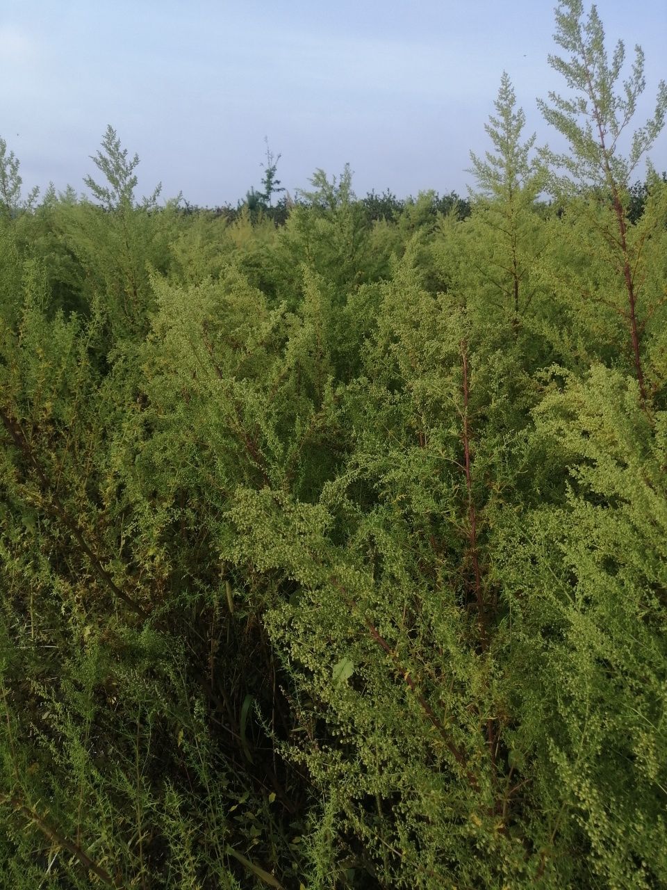 bylica roczna, artemisia annua suszona