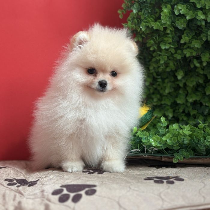 шикарний хлопчик шоу класу.