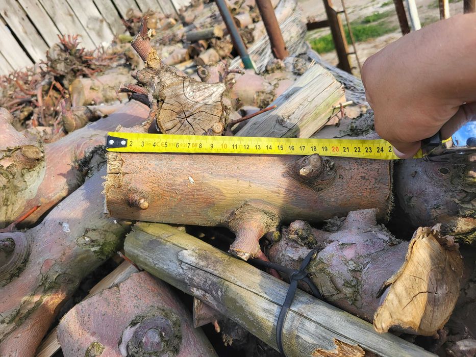 Drzewo opalowe kominkowe Transport