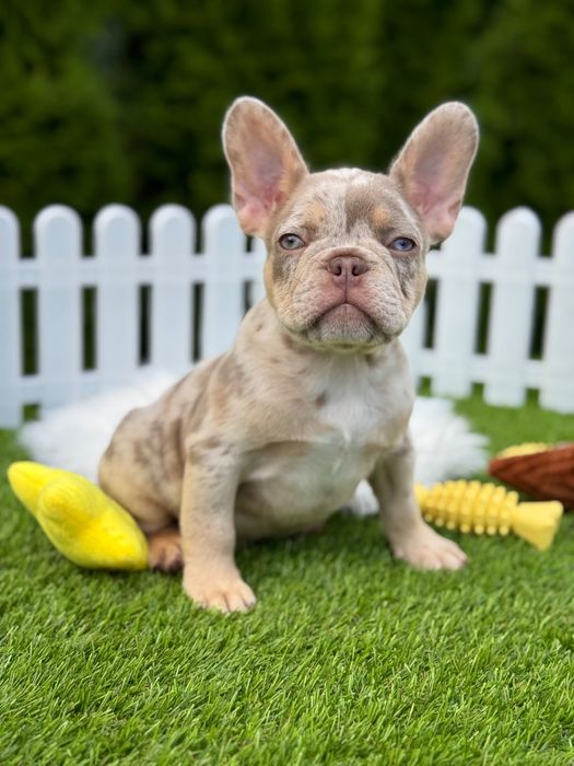 Французский бульдог Мальчик ТОП